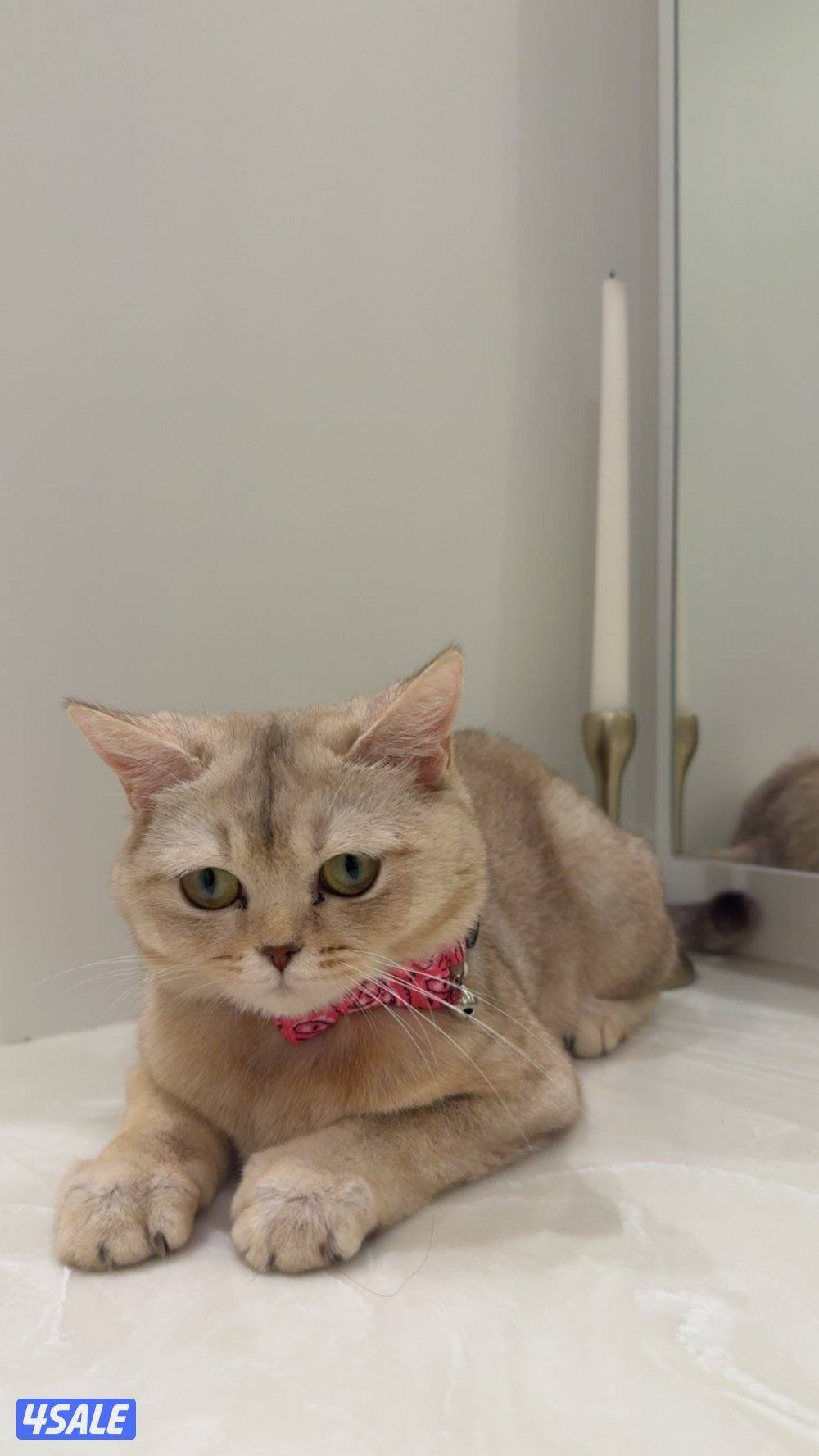 أنثى سكوتش ستريت + هاديه صحتها زينه عمرها ١٠ شهور مواليد ٢٠٢٥ للبيع3