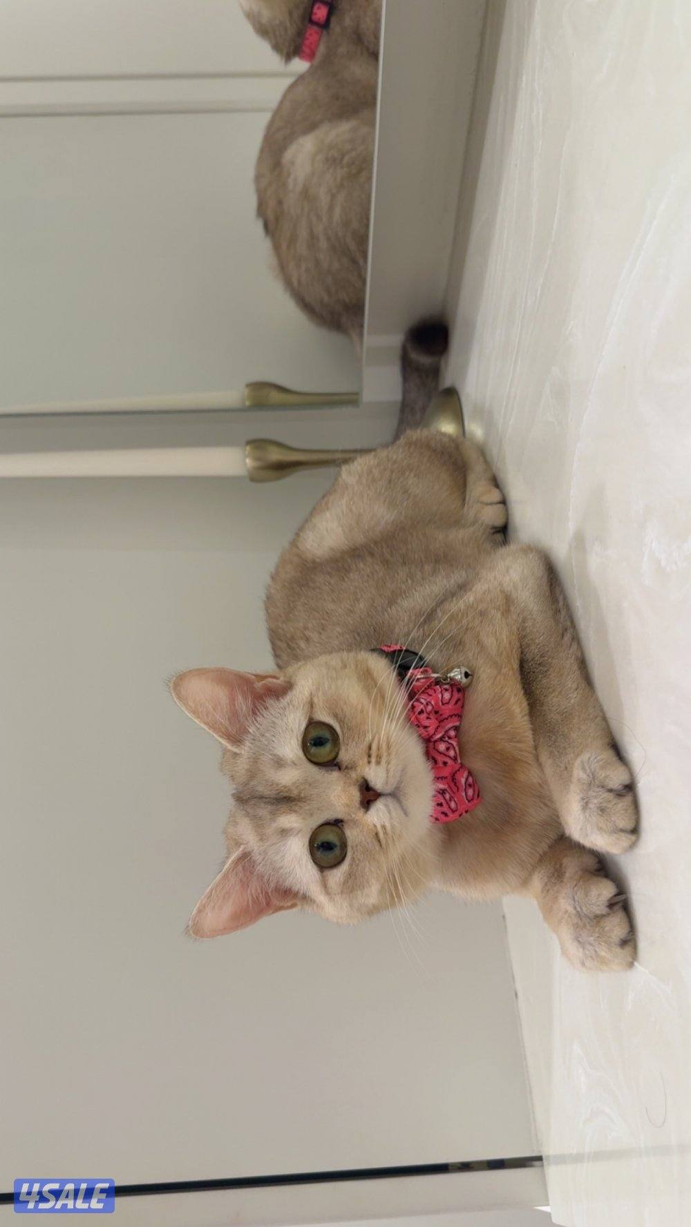 أنثى سكوتش ستريت + هاديه صحتها زينه عمرها ١٠ شهور مواليد ٢٠٢٥ للبيع4