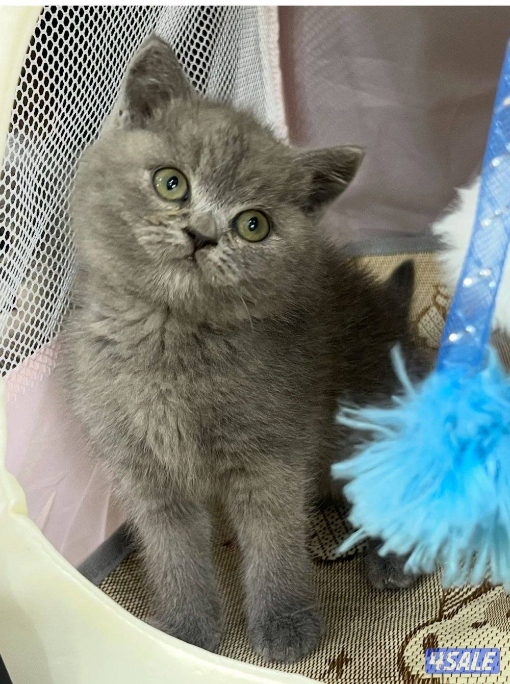 للبيع قطاوة نوع بريتش العمر شهرين صحتهم زينه سعر الوحده 50 دينار3