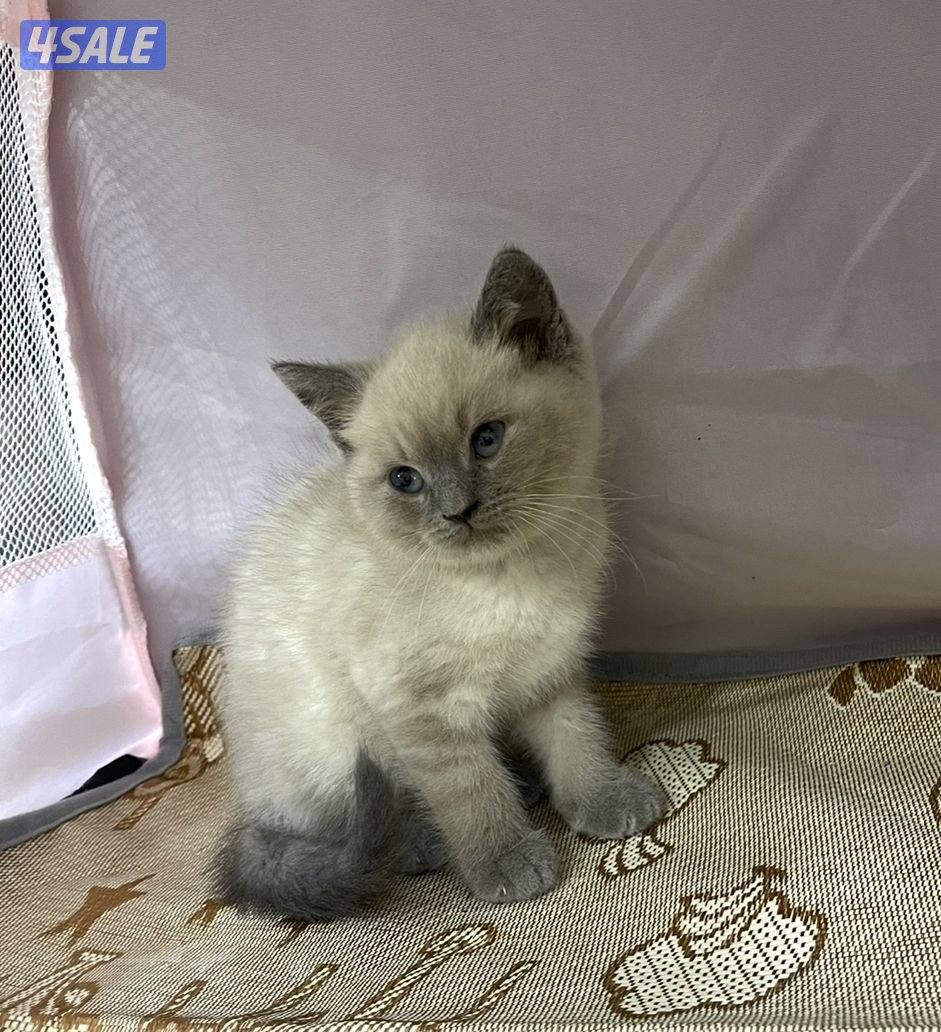 للبيع قطاوة نوع بريتش العمر شهرين صحتهم زينه سعر الوحده 50 دينار2