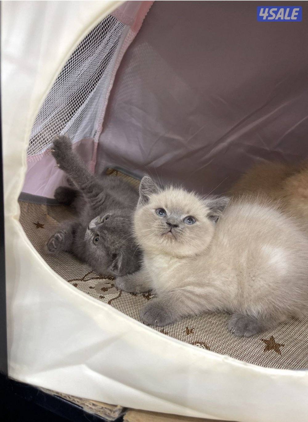 للبيع قطاوة نوع بريتش العمر شهرين صحتهم زينه سعر الوحده 50 دينار5