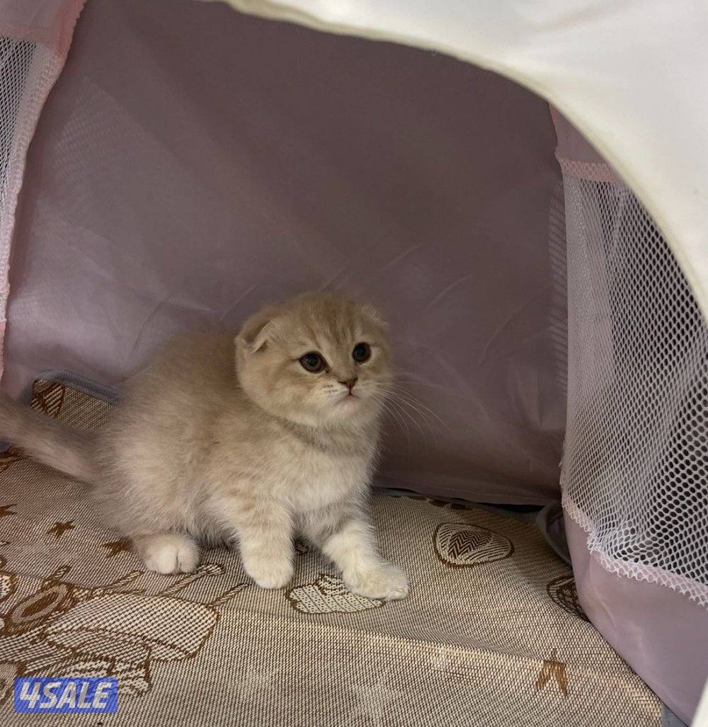 للبيع قطاوة نوع بريتش العمر شهرين صحتهم زينه سعر الوحده 50 دينار6