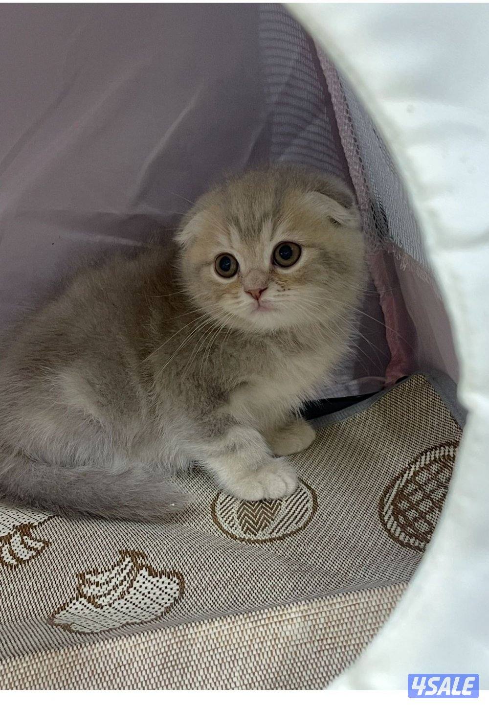 للبيع قطاوة نوع بريتش العمر شهرين صحتهم زينه سعر الوحده 50 دينار8