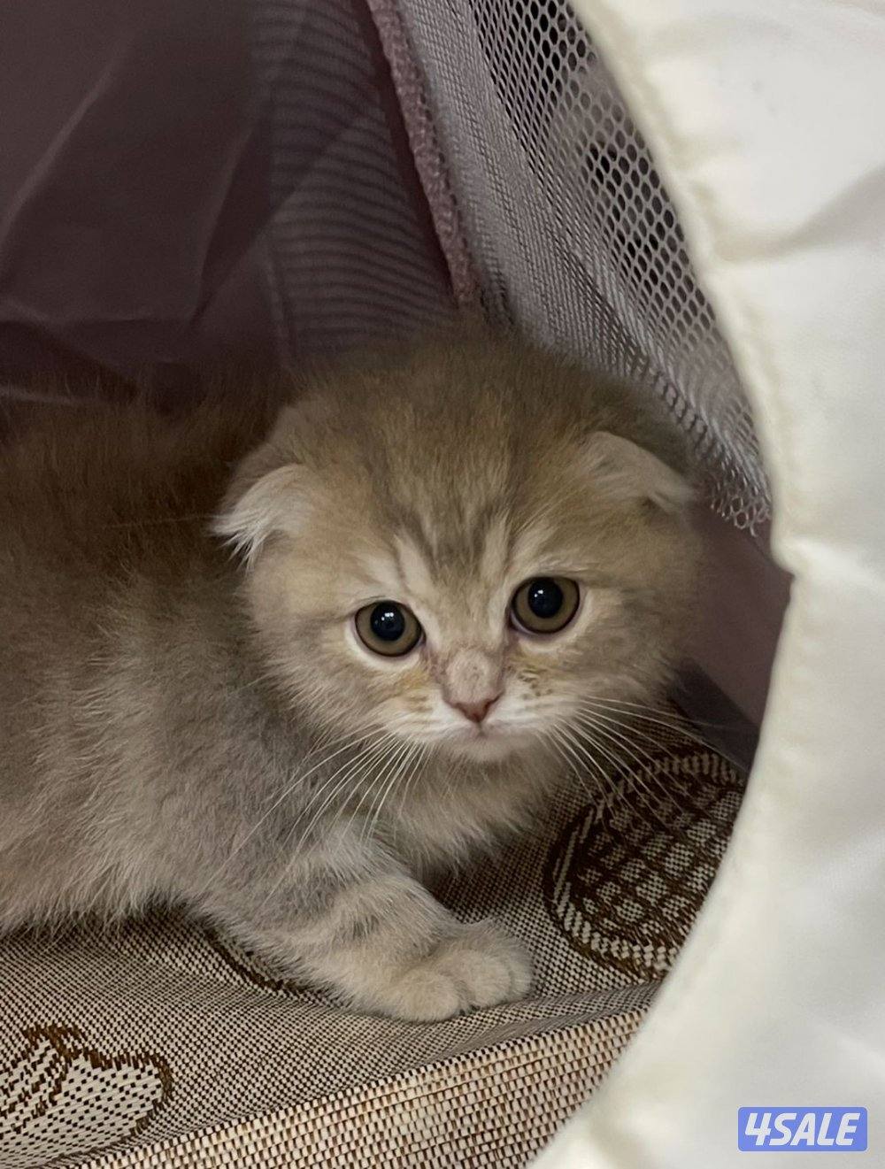 للبيع قطاوة نوع بريتش العمر شهرين صحتهم زينه سعر الوحده 50 دينار9