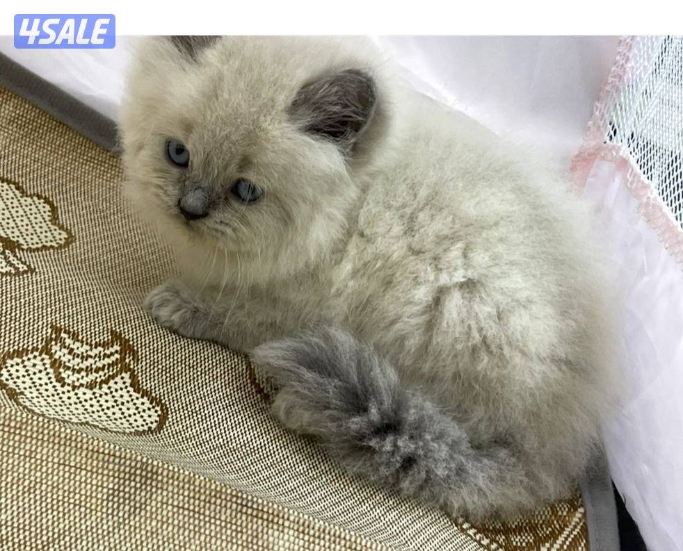 للبيع قطاوة نوع بريتش العمر شهرين صحتهم زينه سعر الوحده 50 دينار10