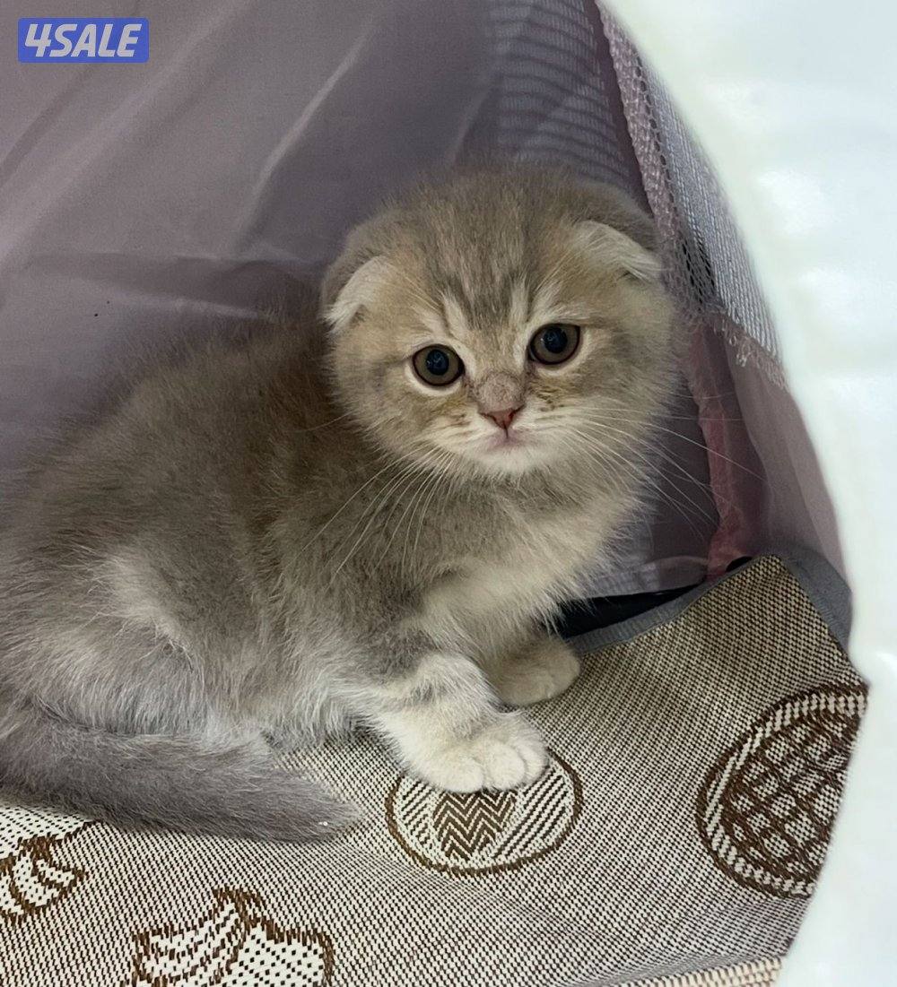 للبيع قطاوة نوع بريتش العمر شهرين صحتهم زينه سعر الوحده 50 دينار13