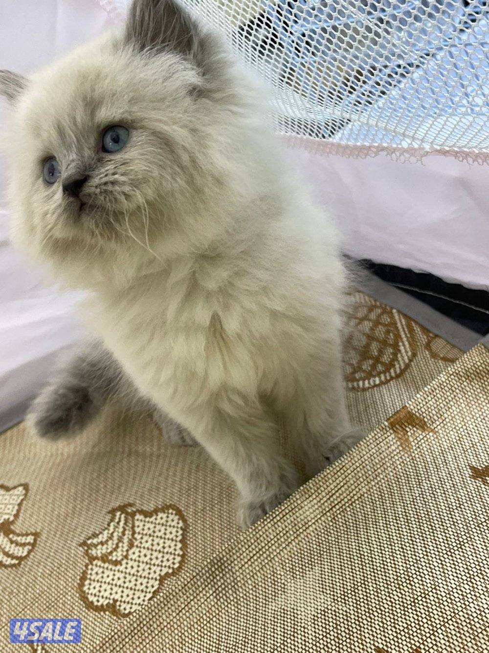 للبيع قطاوة نوع بريتش العمر شهرين صحتهم زينه سعر الوحده 50 دينار14