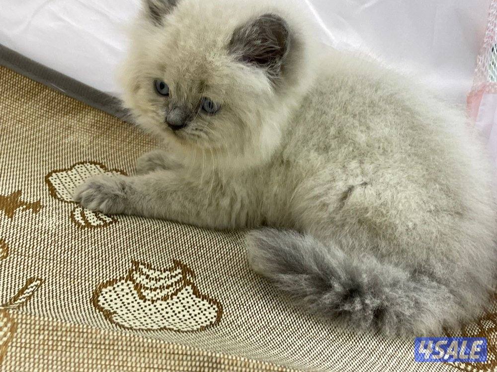 للبيع قطاوة نوع بريتش العمر شهرين صحتهم زينه سعر الوحده 50 دينار15