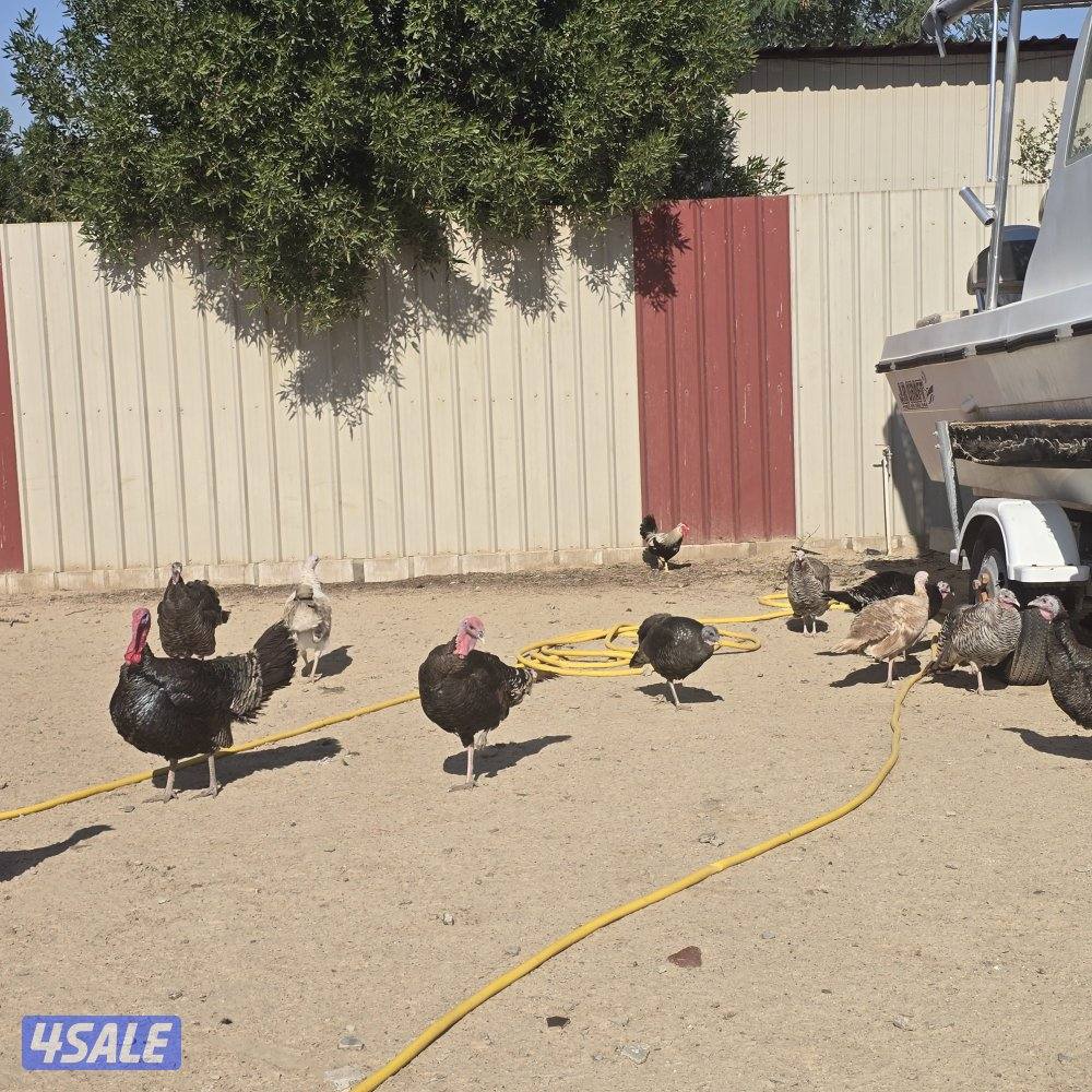 رومي شبب العدد 23 .. 8 أفحل و 15 دجاجه . الحبه 65o552o51