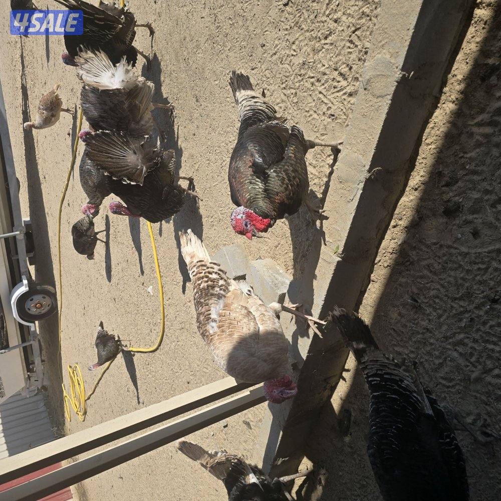 رومي شبب العدد 23 .. 8 أفحل و 15 دجاجه . الحبه 65o552o52