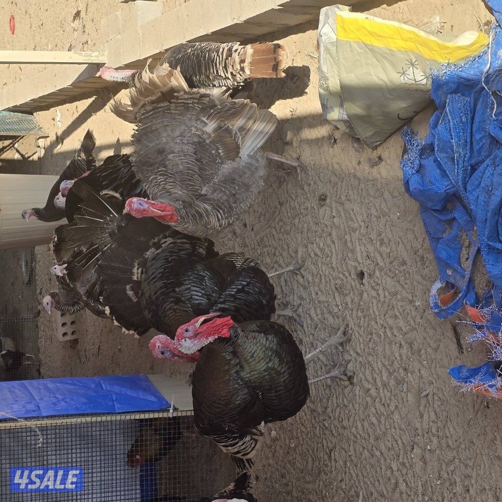 رومي شبب العدد 23 .. 8 أفحل و 15 دجاجه . الحبه 65o552o53