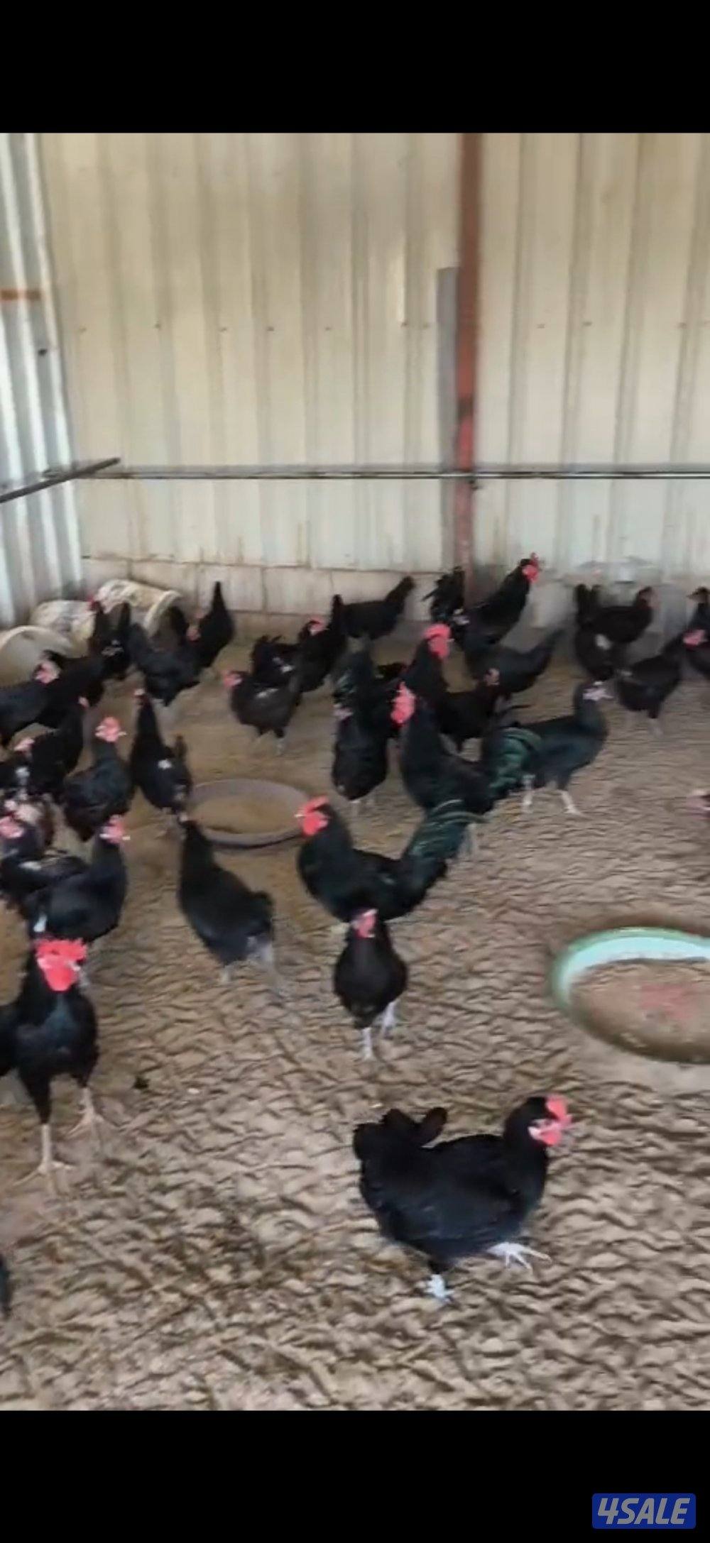 دجاج عقارب0