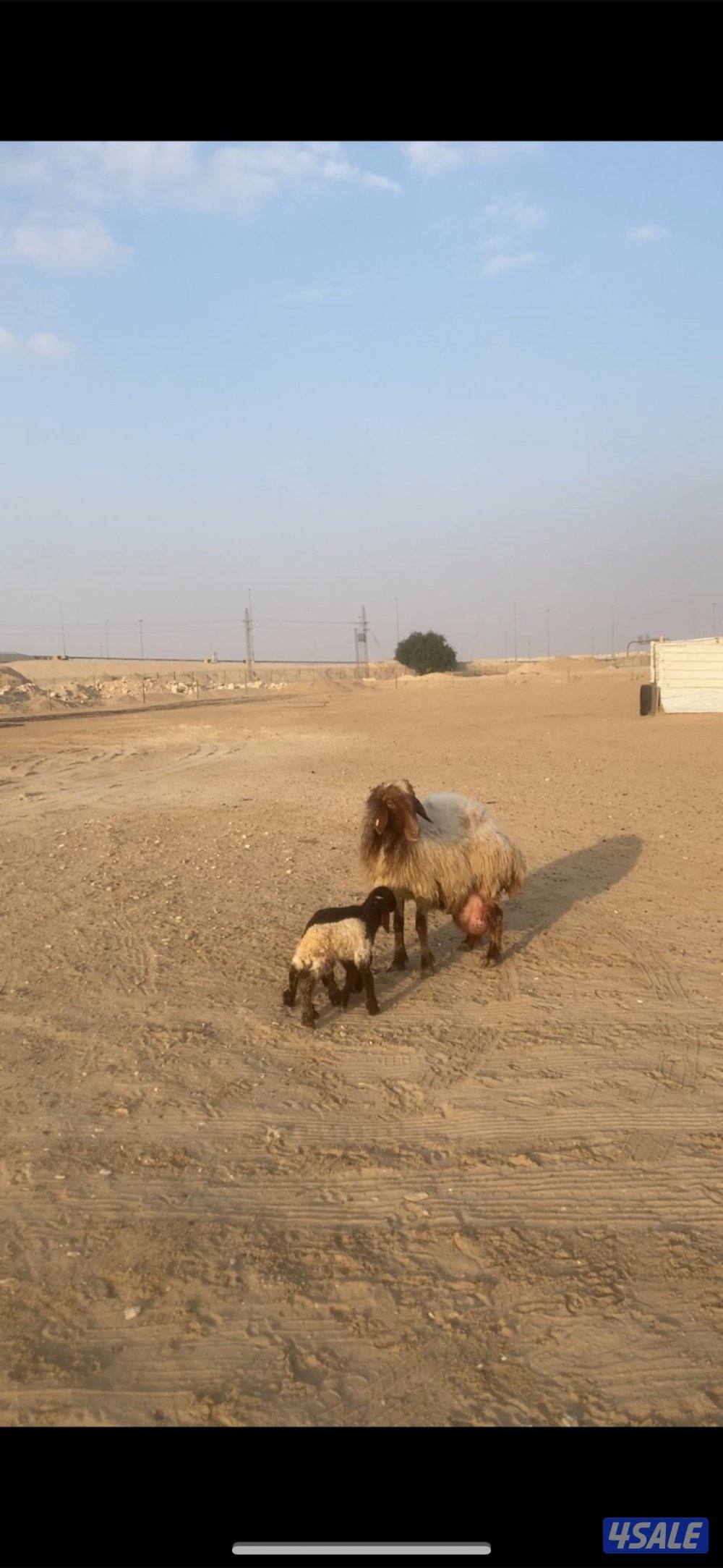 للبيع مطفل توم سن وديد تحتها رخال السعر ٢٦٠ دينار نهائي0