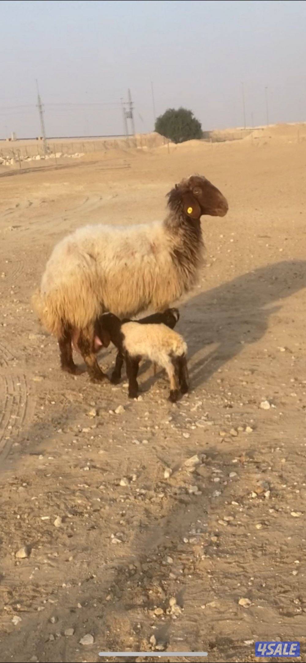 للبيع مطفل توم سن وديد تحتها رخال السعر ٢٦٠ دينار نهائي1