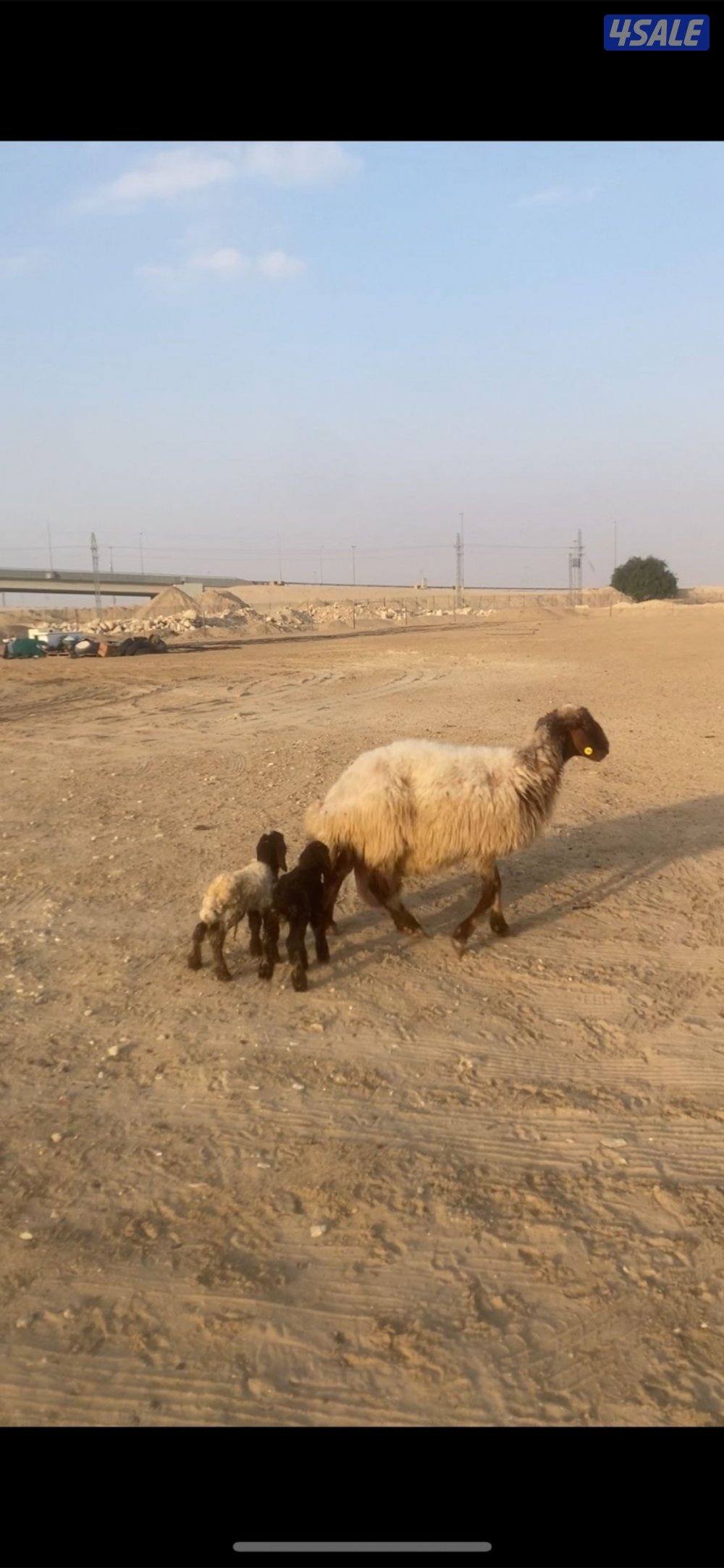 للبيع مطفل توم سن وديد تحتها رخال السعر ٢٦٠ دينار نهائي2