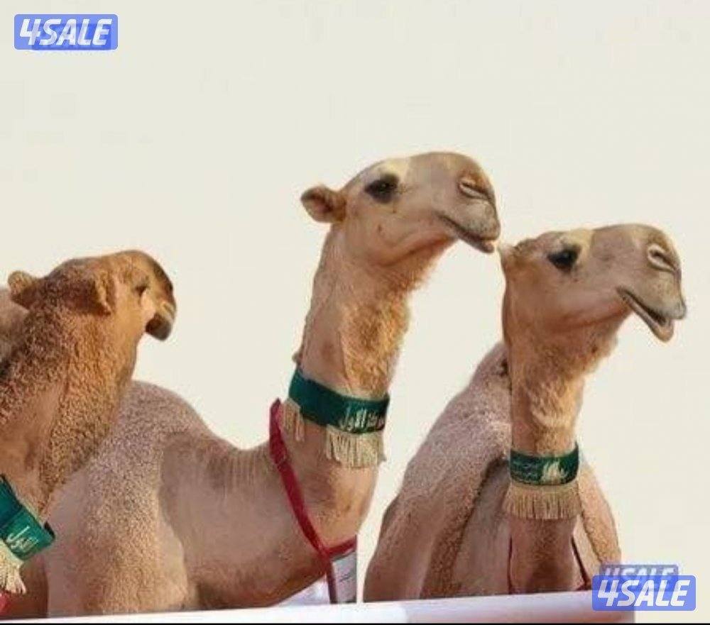 حلاقه وغسيل أبل0