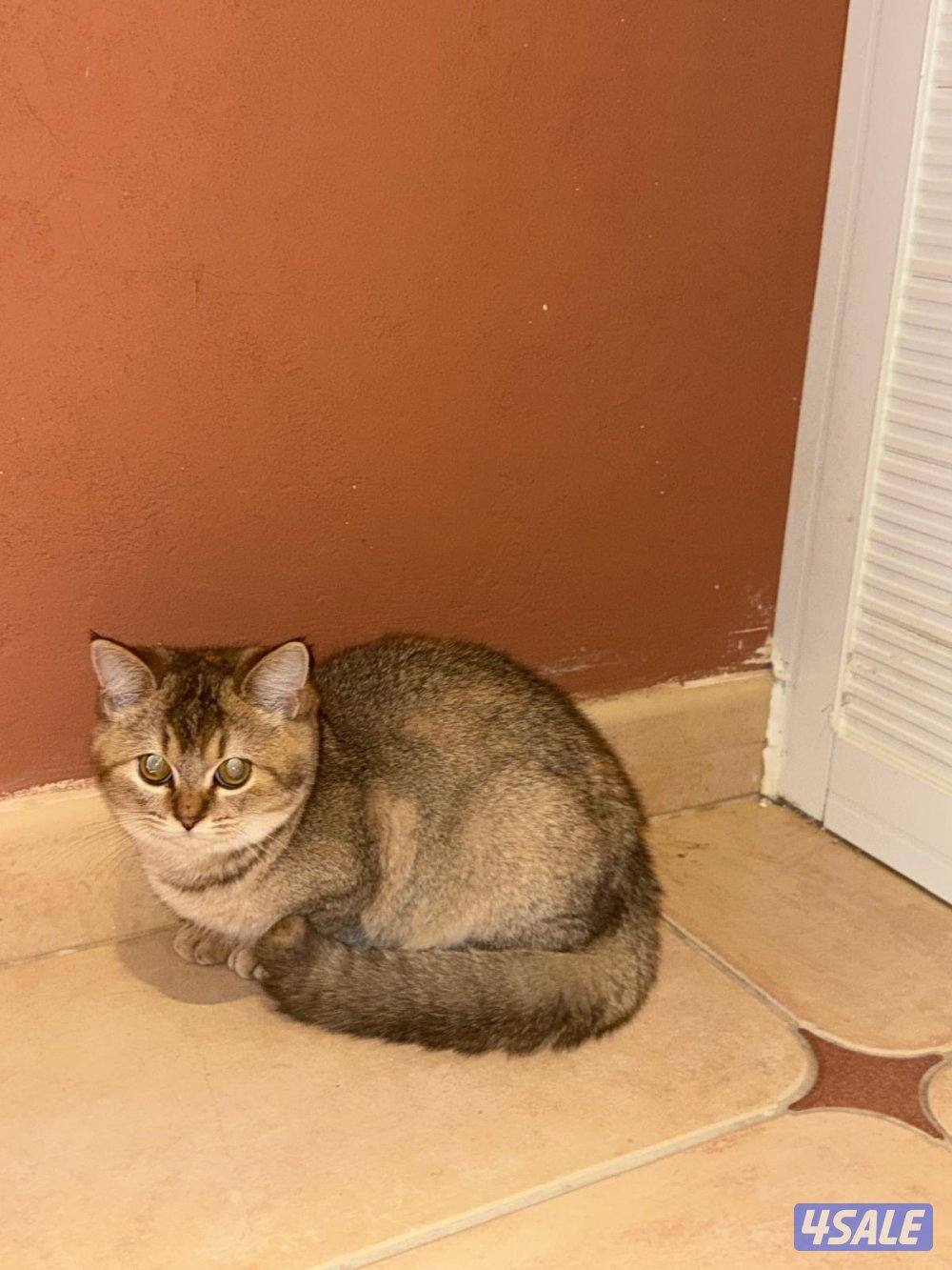 Munchkin cat & ny122