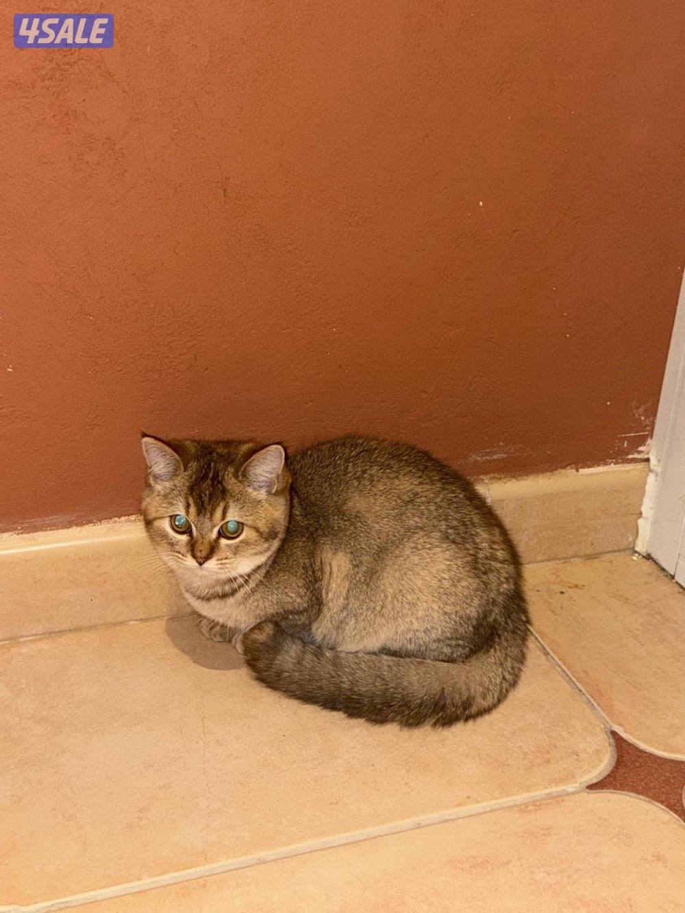 Munchkin cat & ny123