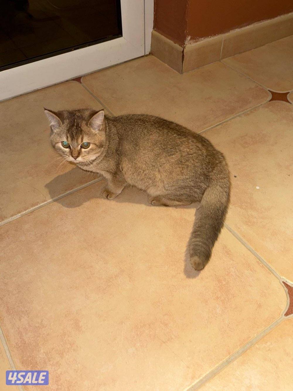 Munchkin cat & ny124