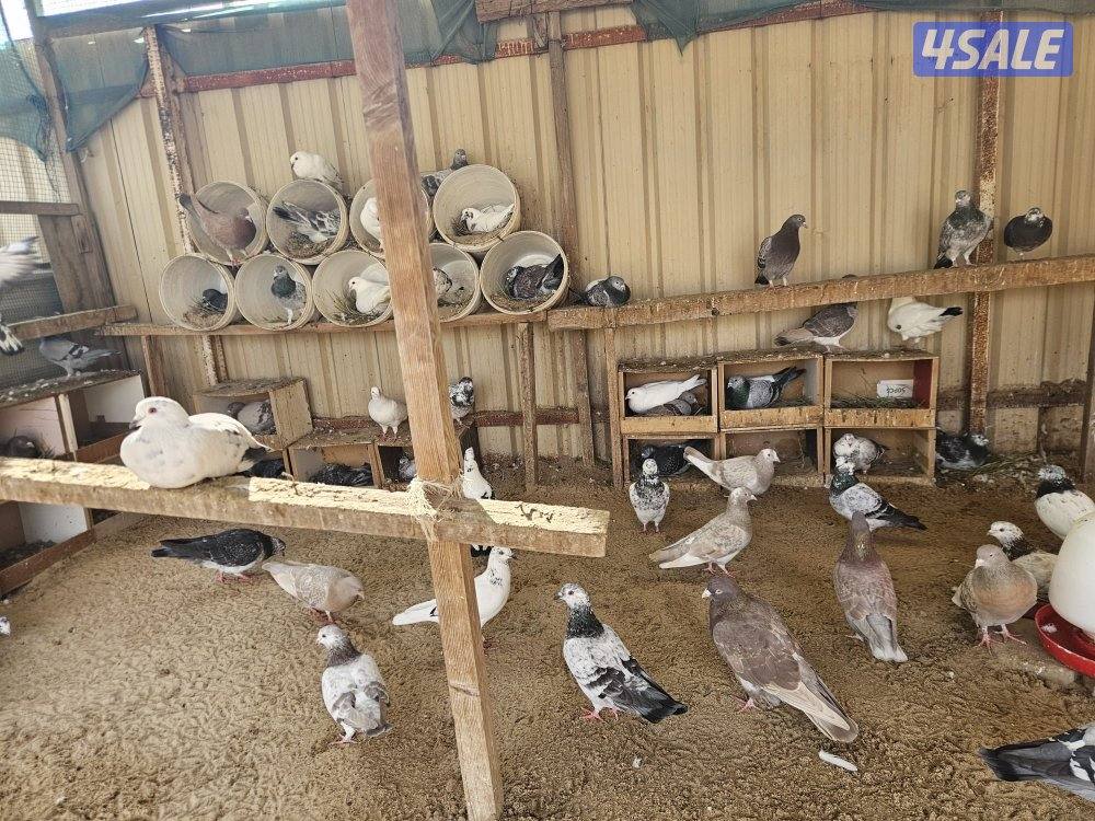 حمام تراكيب ازواج تقريبا 60 حنامه واكثر مع فروخ0