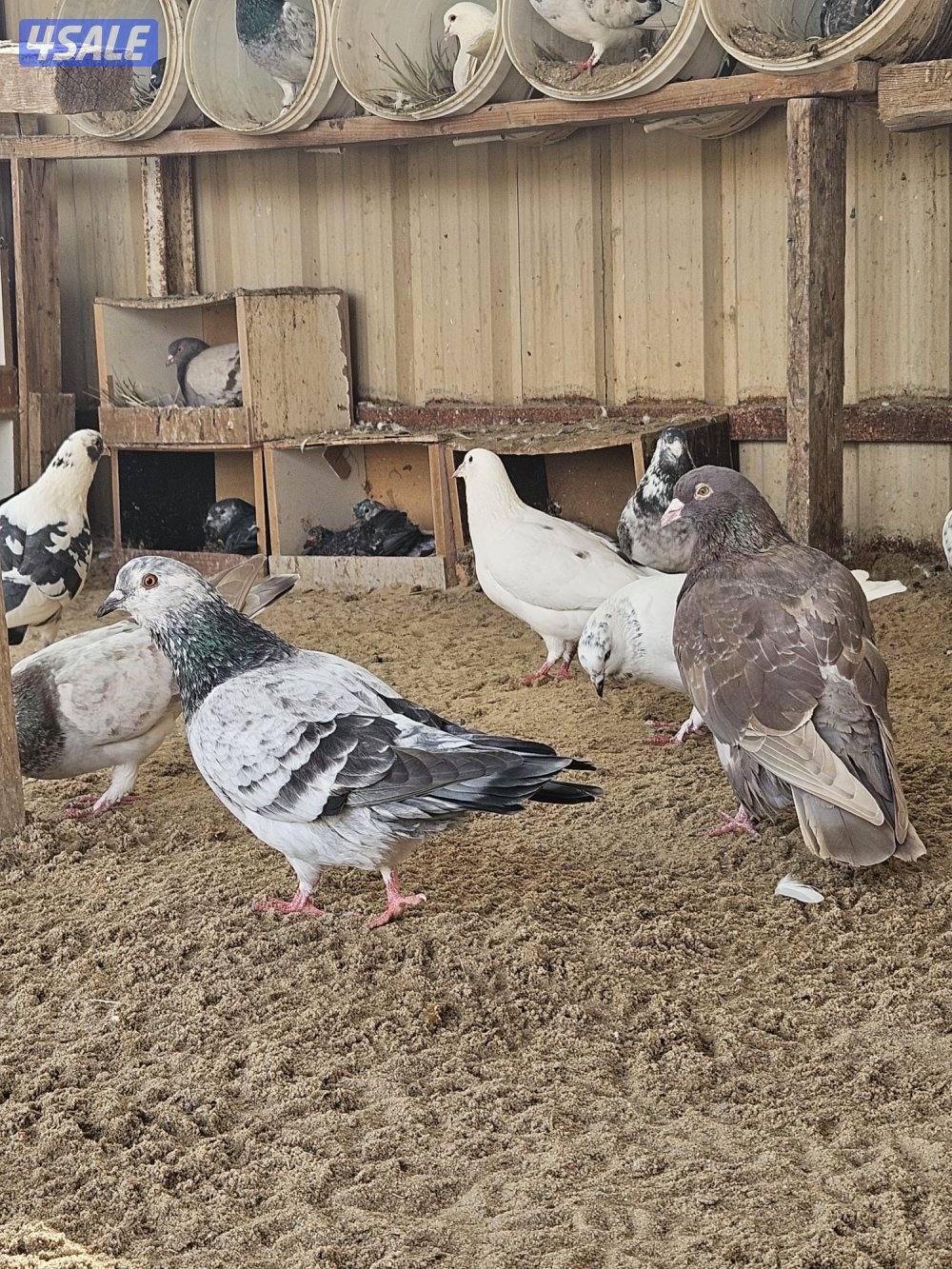 حمام تراكيب ازواج تقريبا 60 حنامه واكثر مع فروخ1