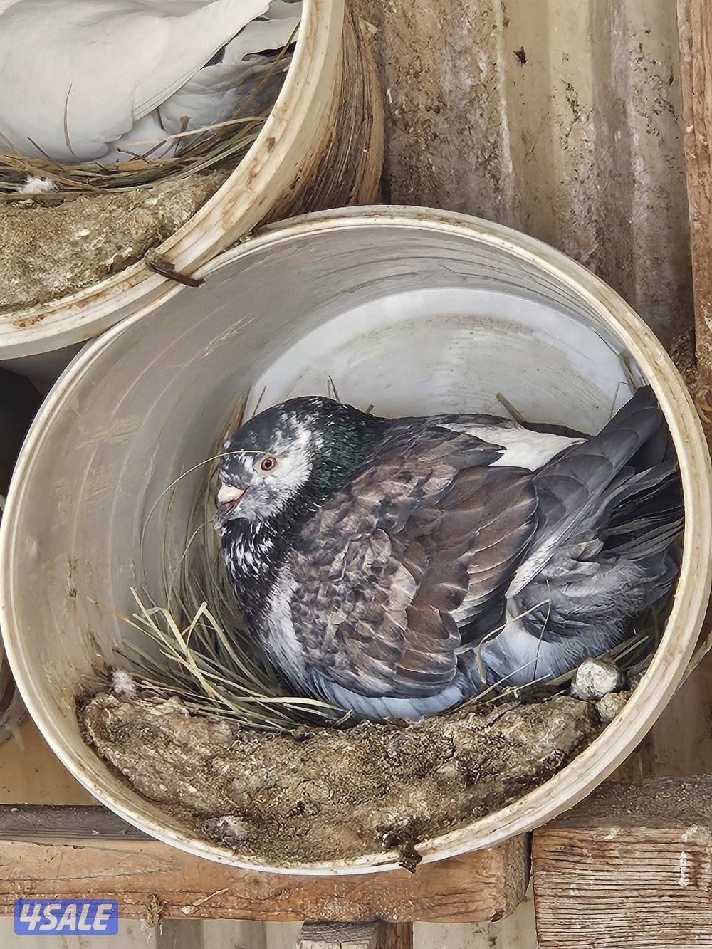 حمام تراكيب ازواج تقريبا 60 حنامه واكثر مع فروخ2