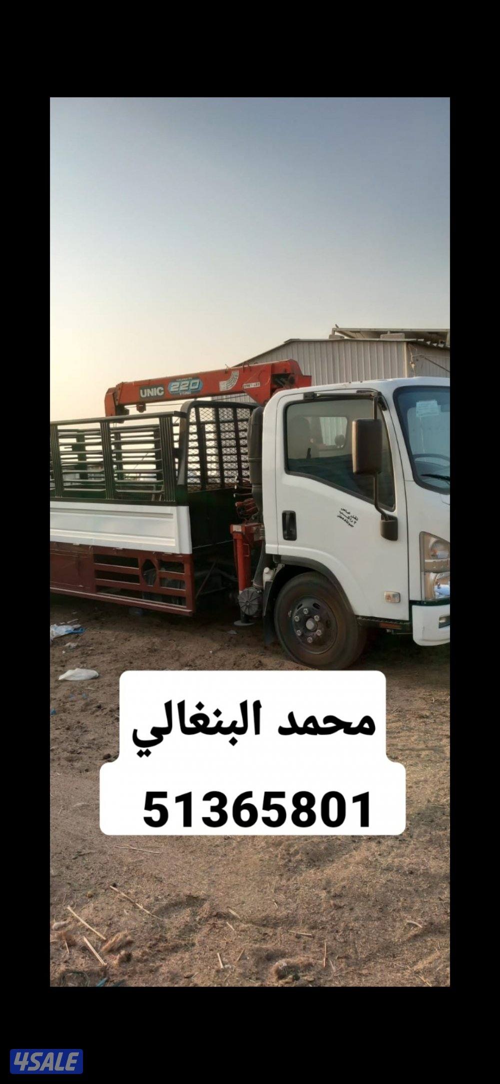 شراء ابل ونقل1