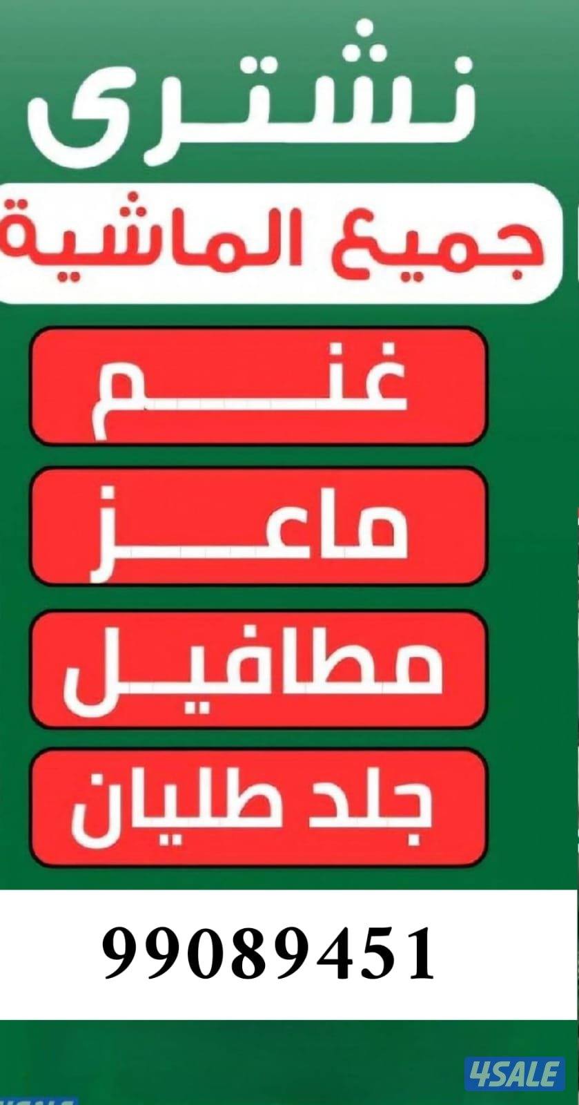 نشتري غنم ومعزه مطافيل جمله طليان العدد مفتوحُ والدافع كاش0