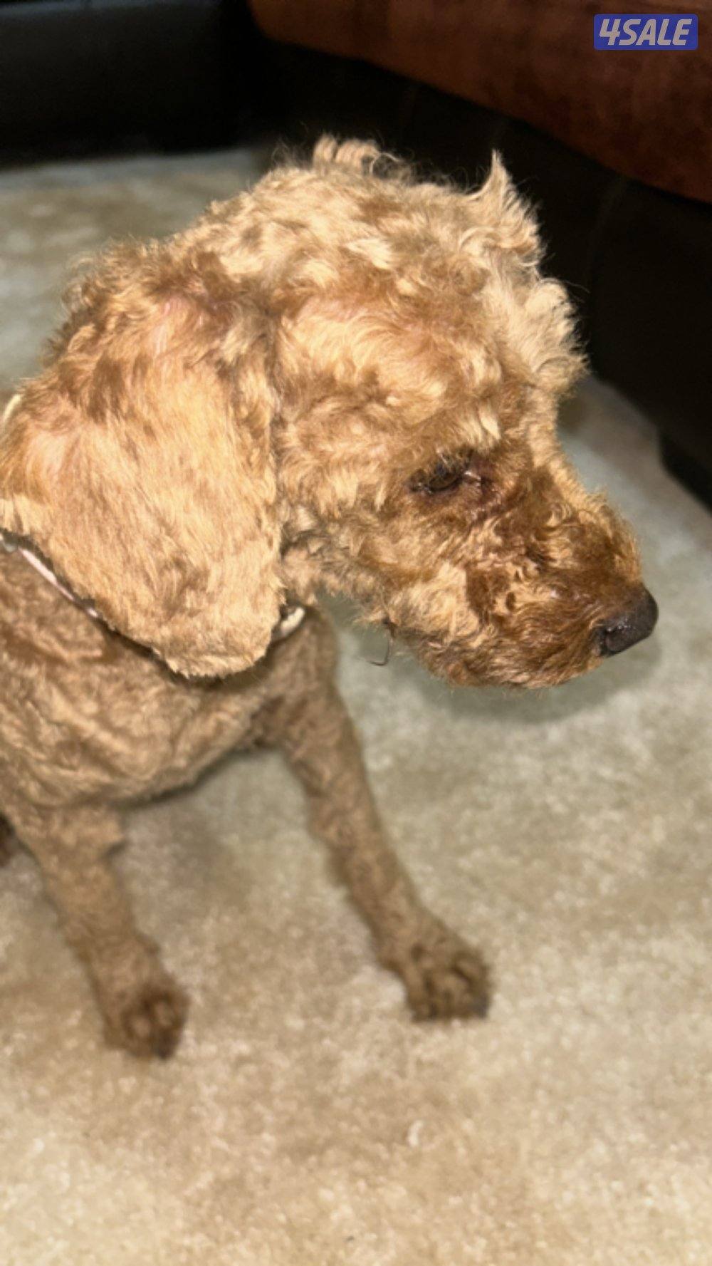 للبيع نثيه بودل0