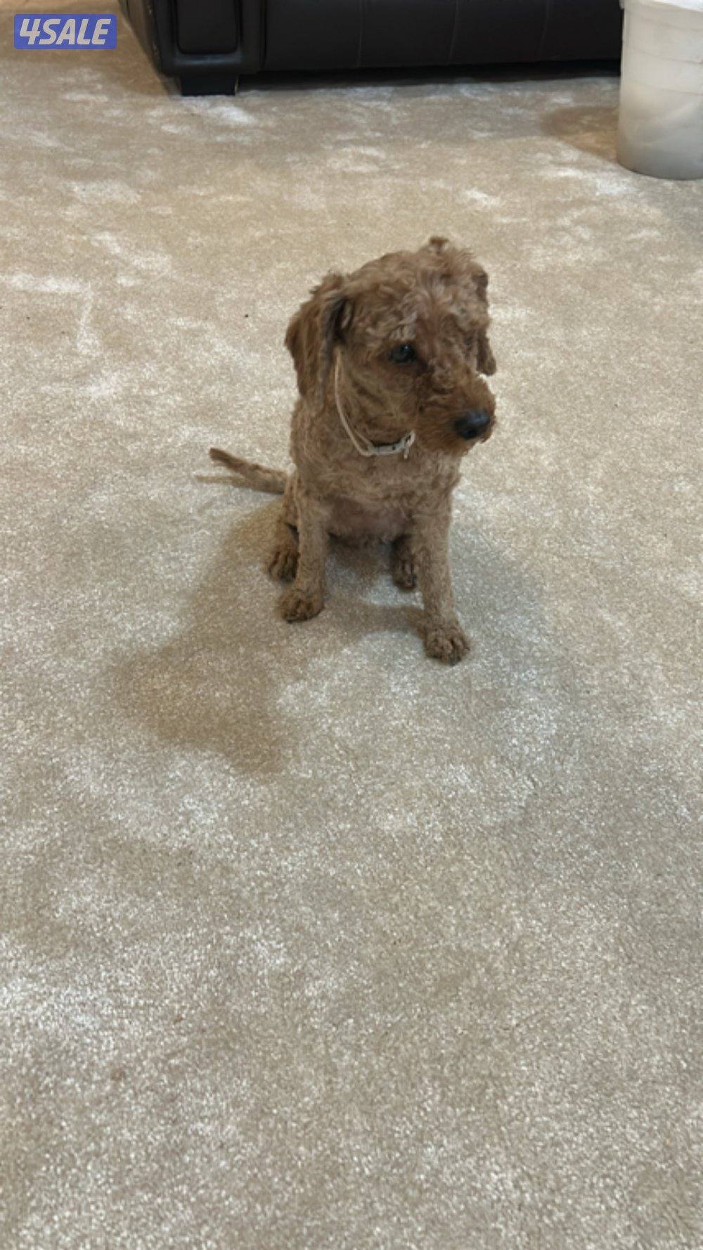 للبيع نثيه بودل1