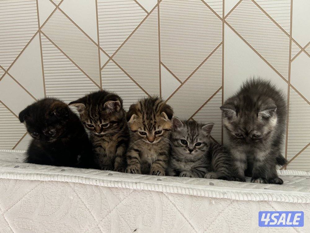 قطط للبيع1