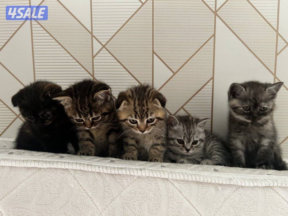 قطط للبيع0