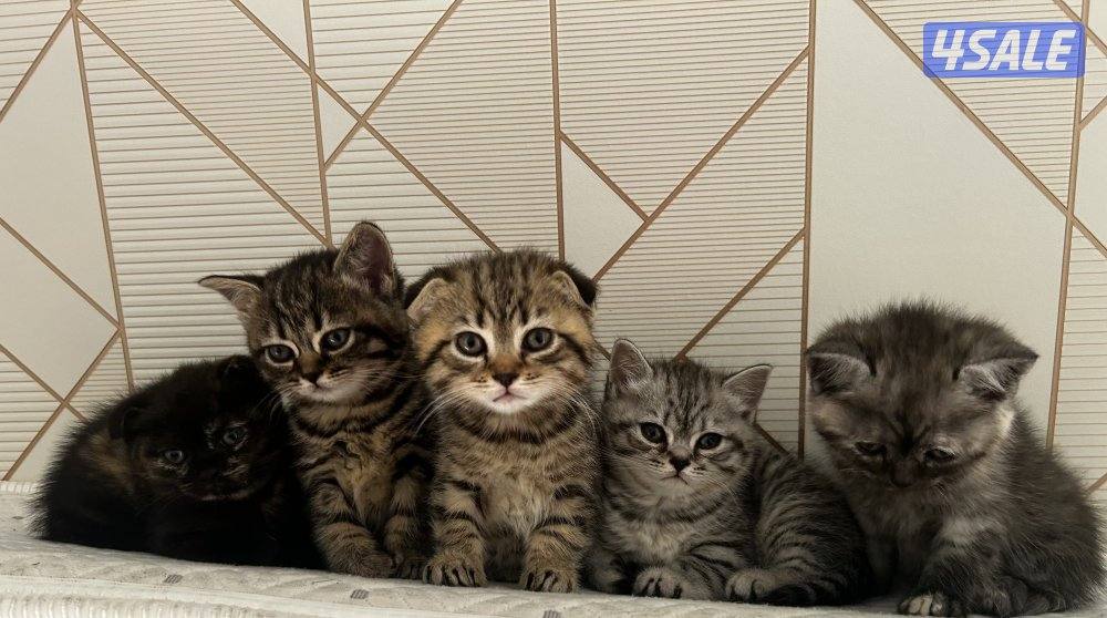 قطط للبيع3