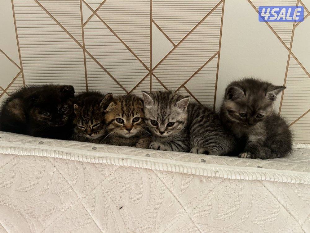 قطط للبيع5