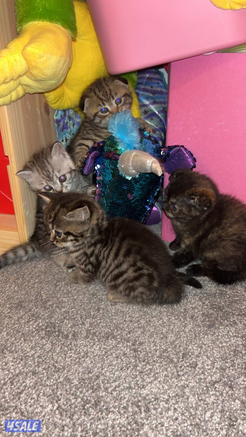 قطط للبيع6