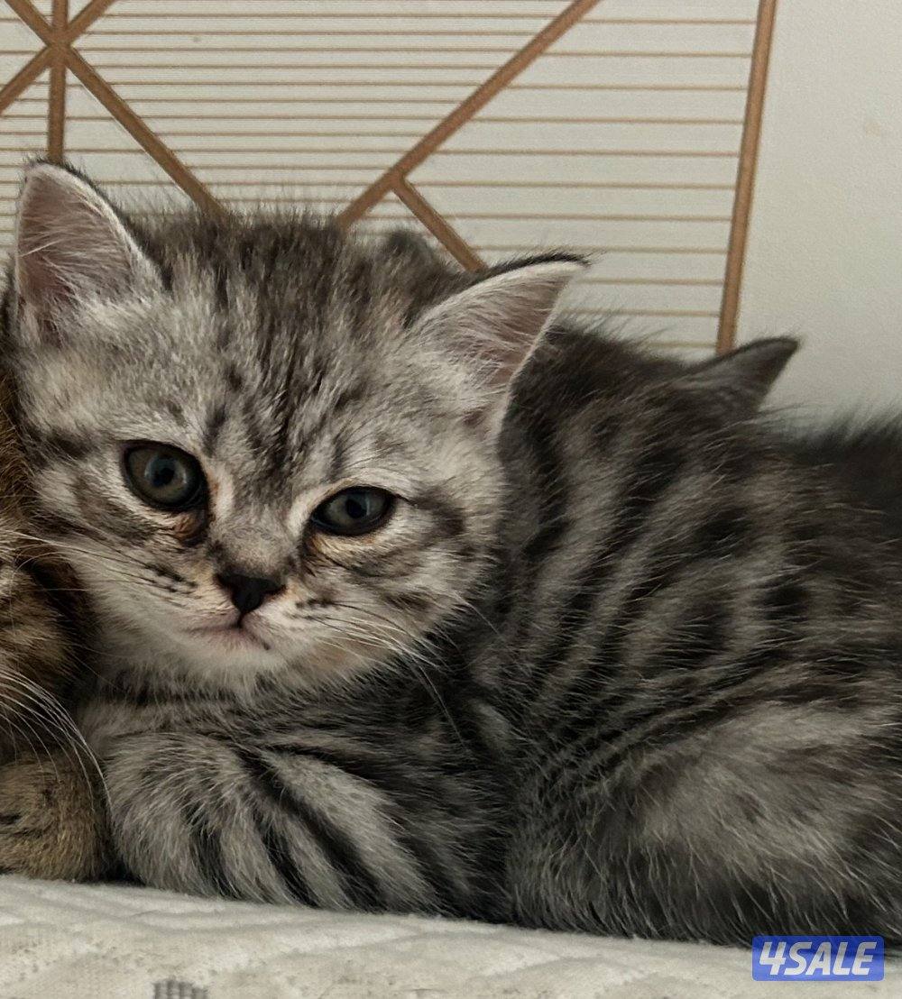 قطط للبيع7