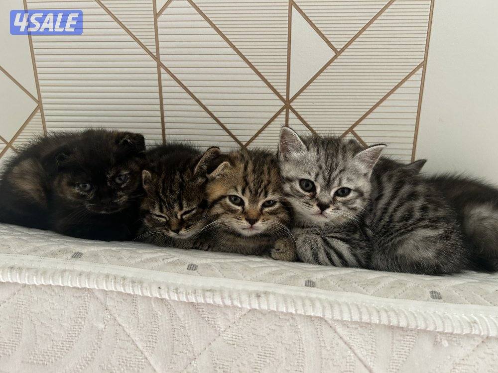 قطط للبيع8