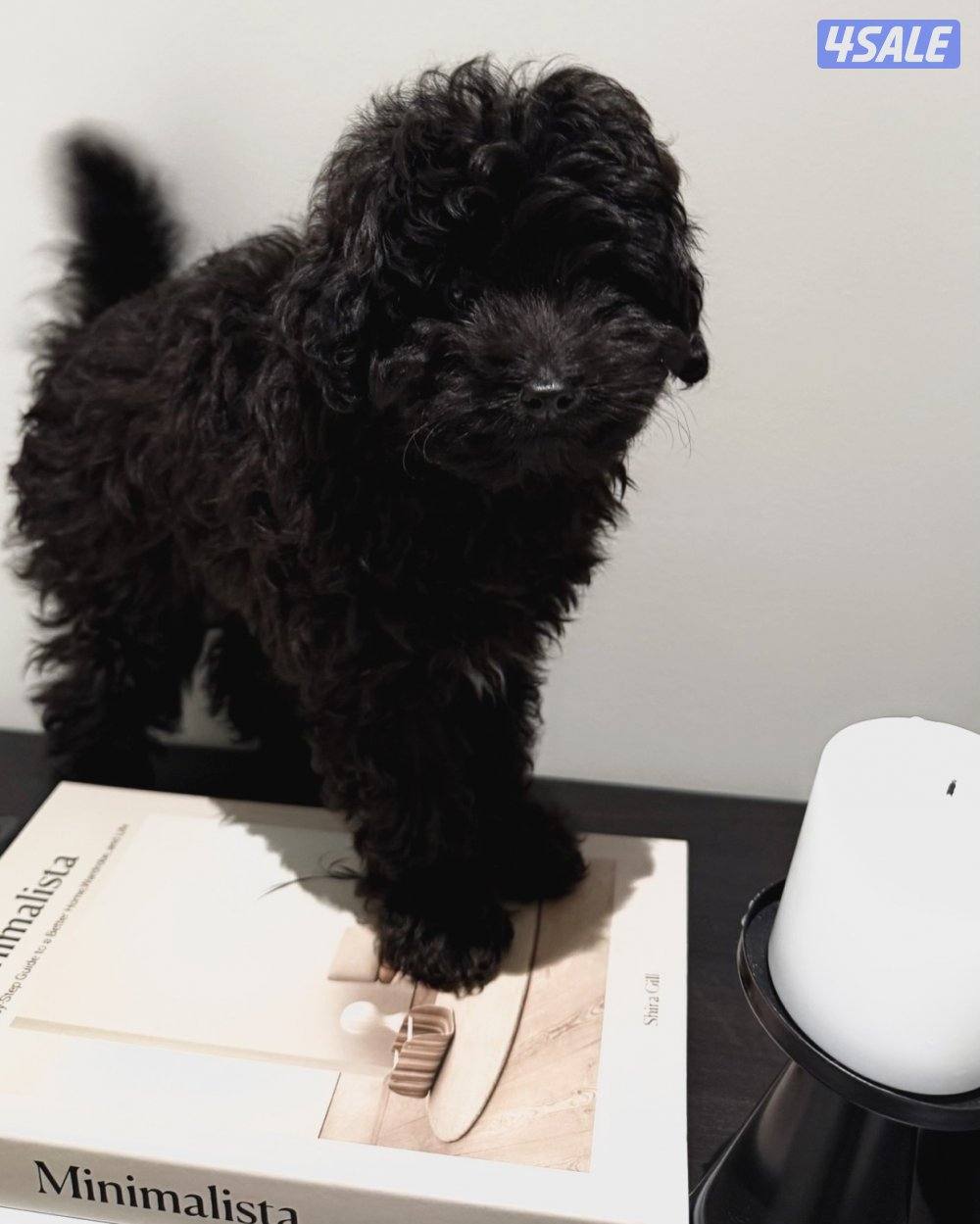 Poodle 2 months old للبيع بودل0