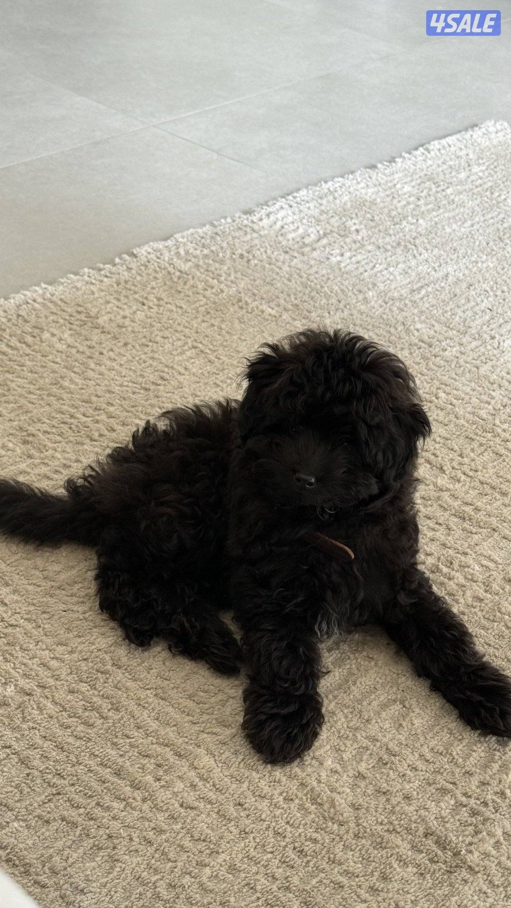 Poodle 2 months old للبيع بودل1