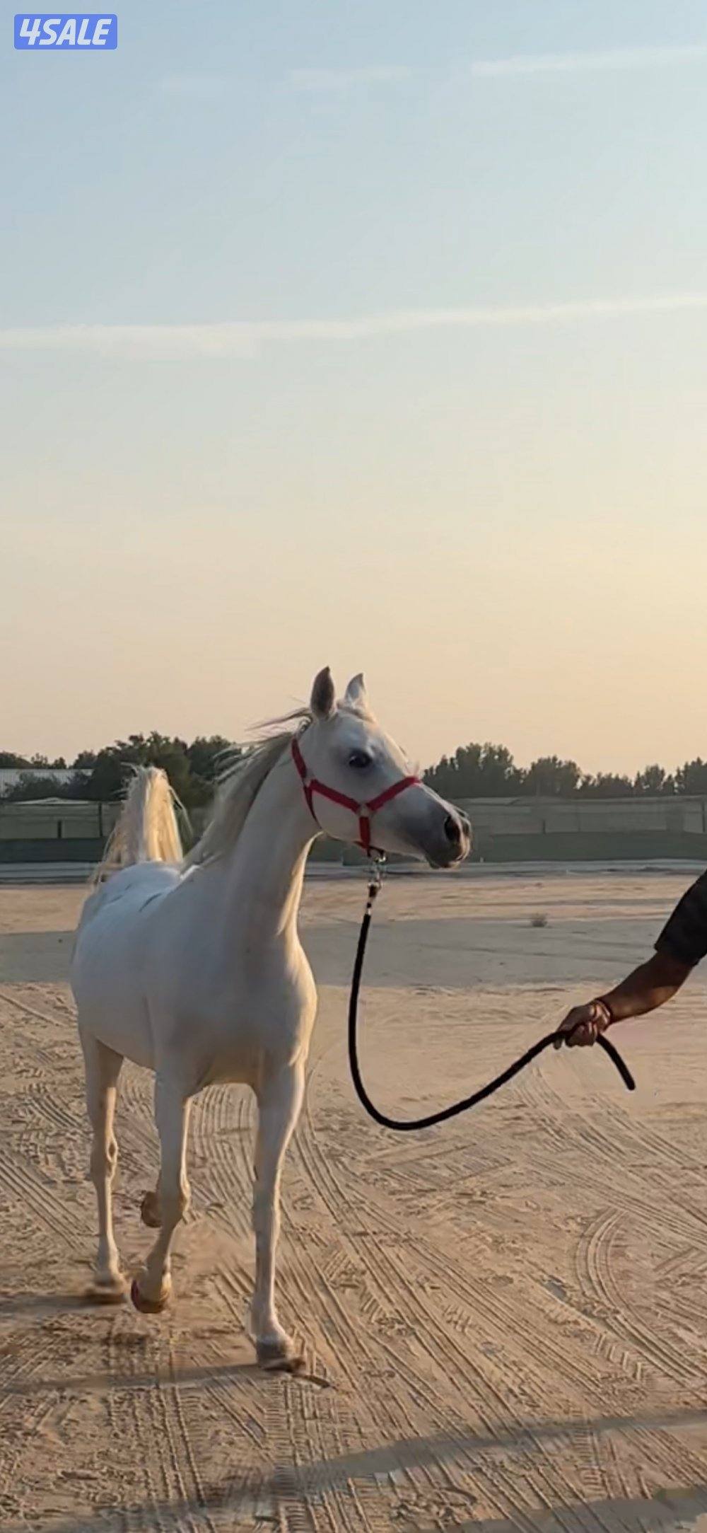 للبيع فرس واهو مكس لقاح 8 شهور على عزام ولد فراج العدوان شرط سلم وتحوي1