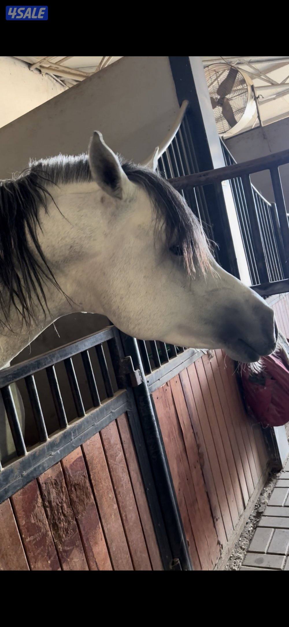 للبيع فرس واهو مكس لقاح 8 شهور على عزام ولد فراج العدوان شرط سلم وتحوي2