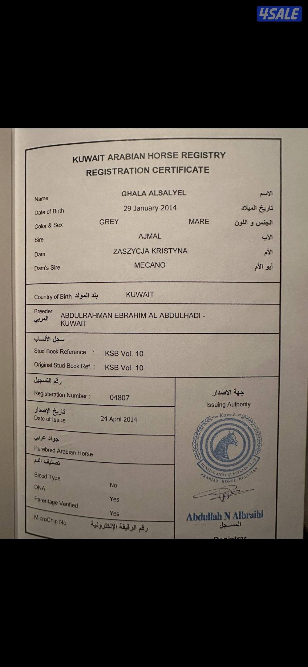 للبيع فرس واهو مكس لقاح 8 شهور على عزام ولد فراج العدوان شرط سلم وتحوي3