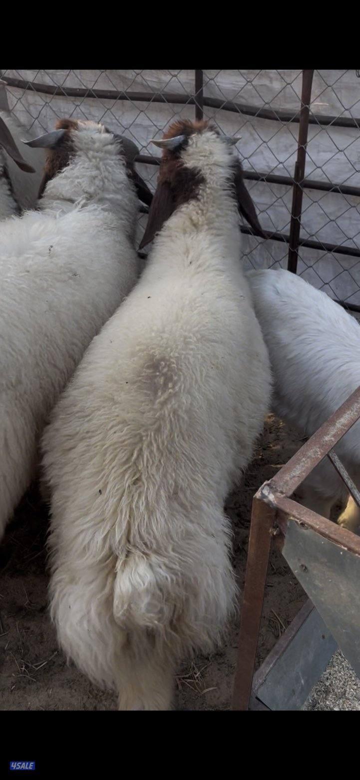 خروف ٣ شهور ذنبه كبيره كرامه خصوصي السمنه فل0