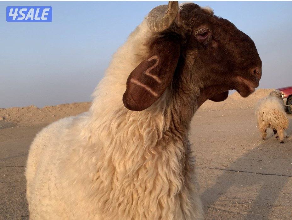 السالمي طريق الارتال0