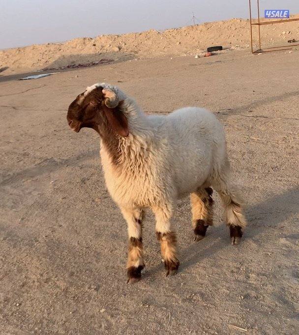 السالمي طريق الارتال2