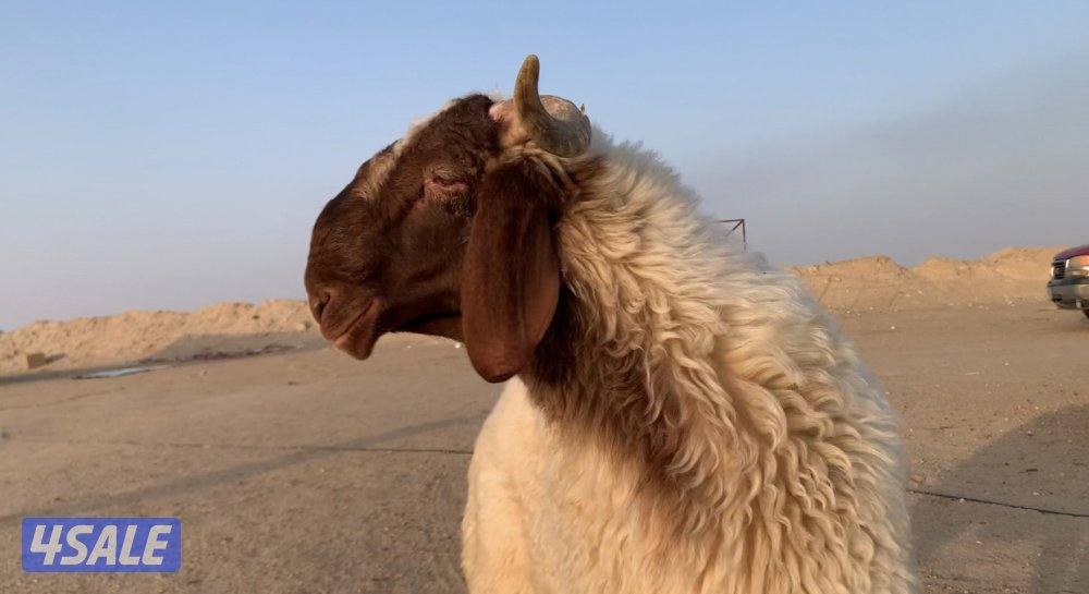 السالمي طريق الارتال1