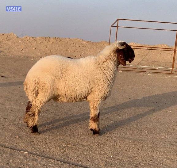 السالمي طريق الارتال3