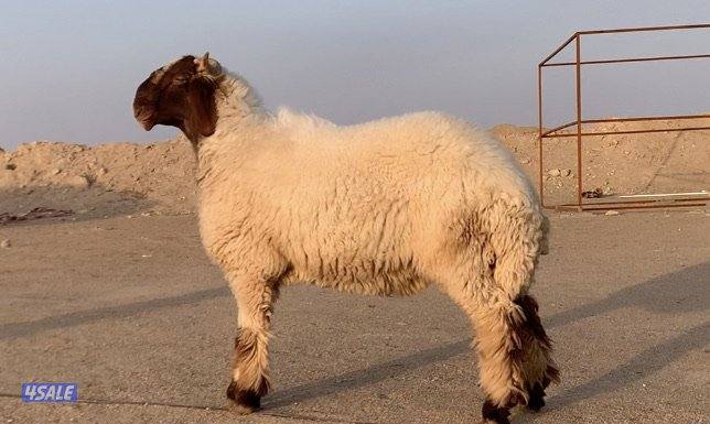 السالمي طريق الارتال4