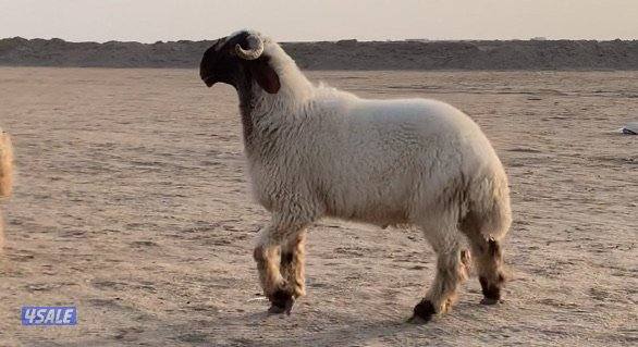 السالمي طريق الارتال7