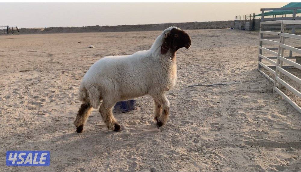 السالمي طريق الارتال6